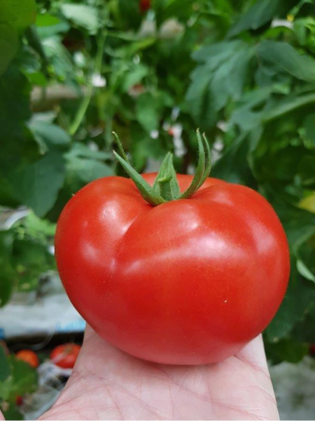 Seminte de tomate nedeterminate Ciciu F1, 500 sem [3]
