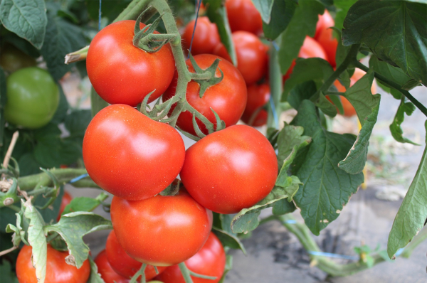 Ciciu F1, 500 sem, seminte de tomate nedeterminate [4]