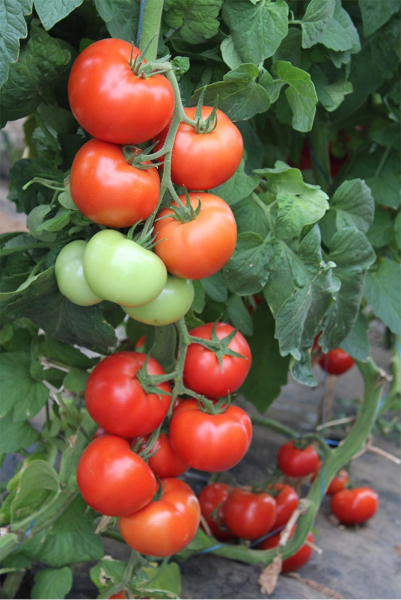 Ciciu F1, 500 sem, seminte de tomate nedeterminate [5]