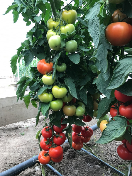 Ciciu F1, 500 sem, seminte de tomate nedeterminate [6]