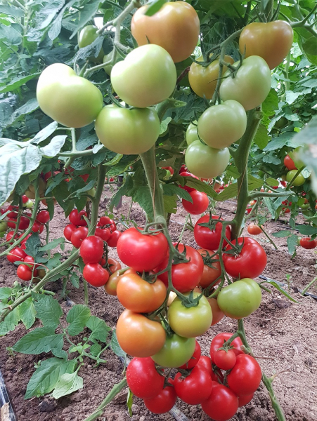 Ciciu F1, 500 sem, seminte de tomate nedeterminate [7]