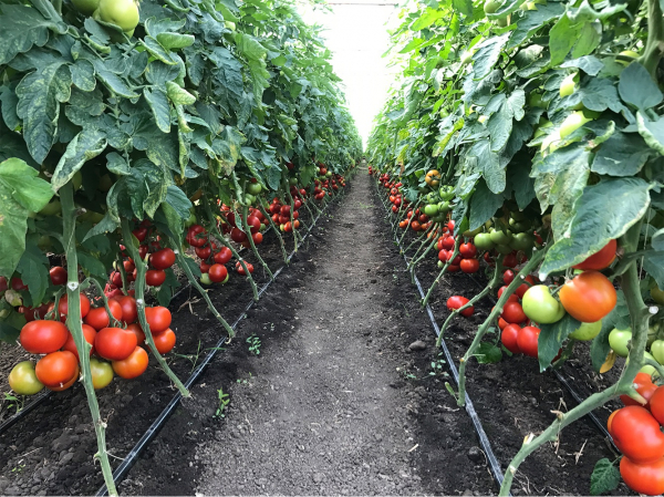 Ciciu F1, 500 sem, seminte de tomate nedeterminate [9]