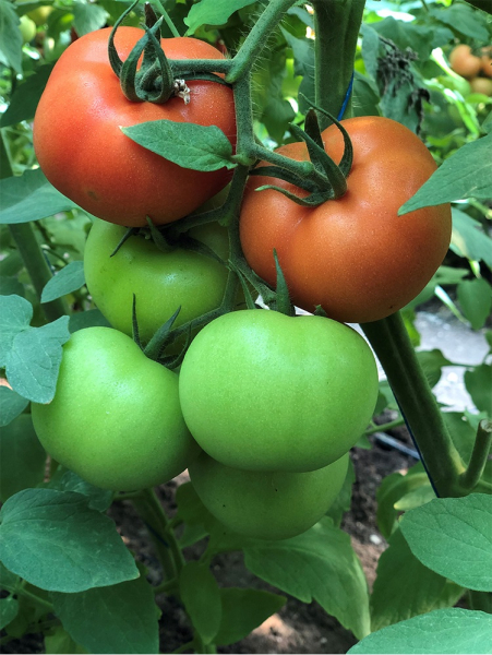 Dinakor F1, 500 sem, seminte de tomate nedeterminate  [2]