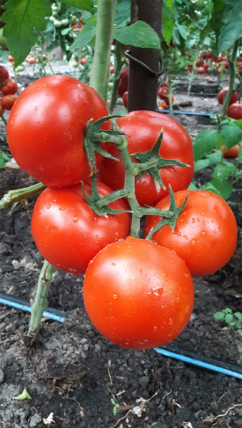 Seminte de tomate nedeterminate Dinakor F1, 500 sem [1]