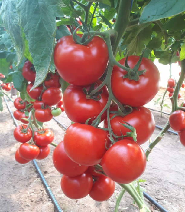 Donnatino F1, rosii nedeterminate [2]