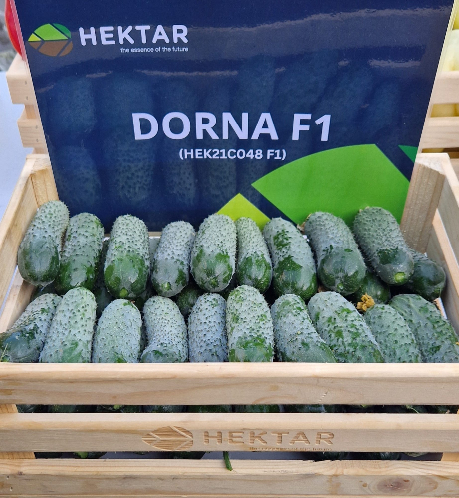 Dorna F1, seminte de castraveti [5]