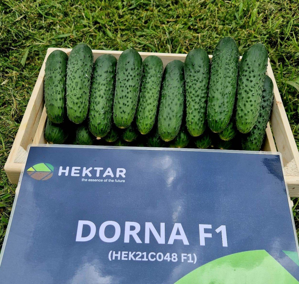 Dorna F1, seminte de castraveti [3]