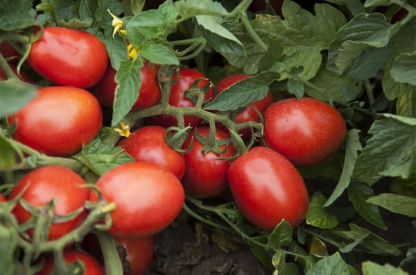 Seminte de tomate determinate Firmus F1, 2500 sem [2]