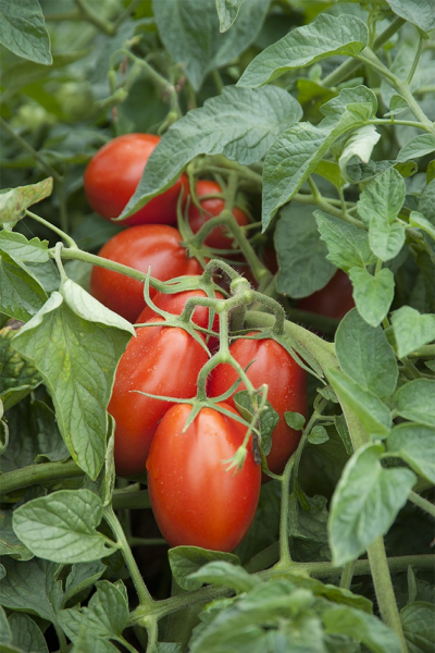 Seminte de tomate determinate Firmus F1, 2500 sem [3]