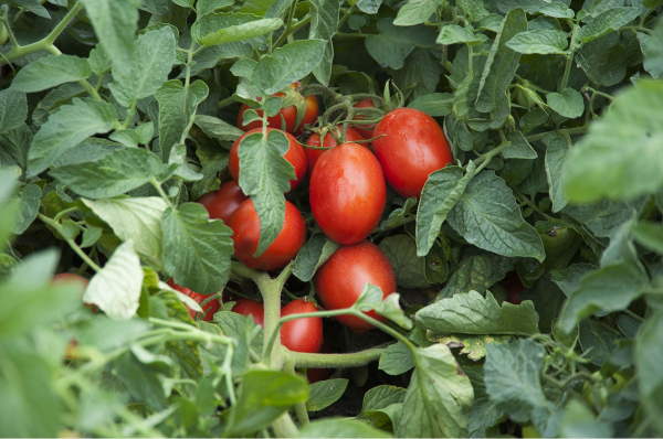 Seminte de tomate determinate Firmus F1, 2500 sem [4]