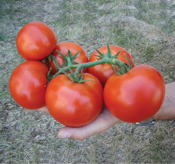 Seminte de tomate nedeterminate Izmir F1, 500 sem [3]