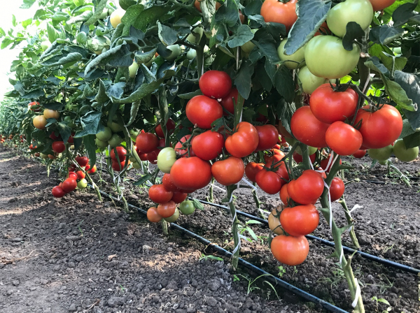 Seminte de tomate semideterminate Kaponet F1, 500 sem [2]