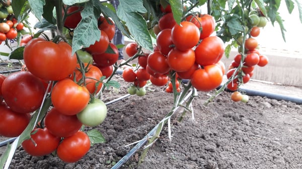 Seminte de tomate semideterminate Kaponet F1, 500 sem [4]