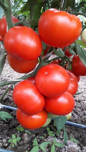 Seminte de tomate semideterminate Kaponet F1, 500 sem [5]