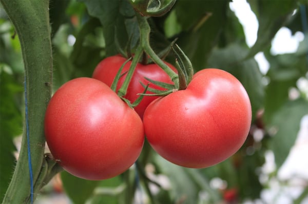 Seminte de tomate nedeterminate Mamston F1, 500 sem [1]