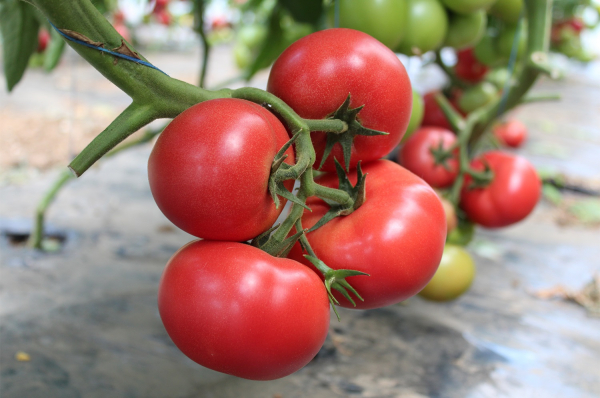 Mamston F1, 500 sem, seminte de tomate nedeterminate [2]