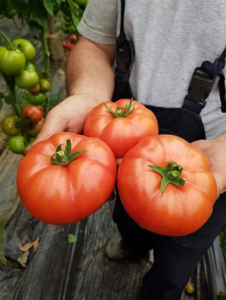 Mamston F1, 500 sem, seminte de tomate nedeterminate [3]