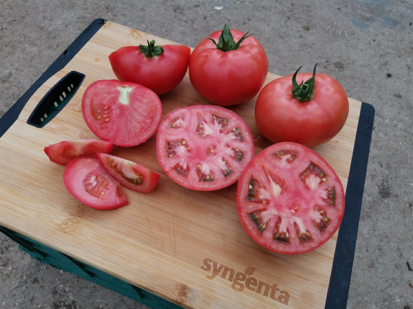 Manekro F1 500 sem seminte de tomate roz [3]