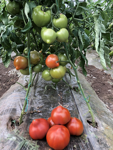 Pekonet F1, 500 sem, seminte de tomate semideterminate [2]