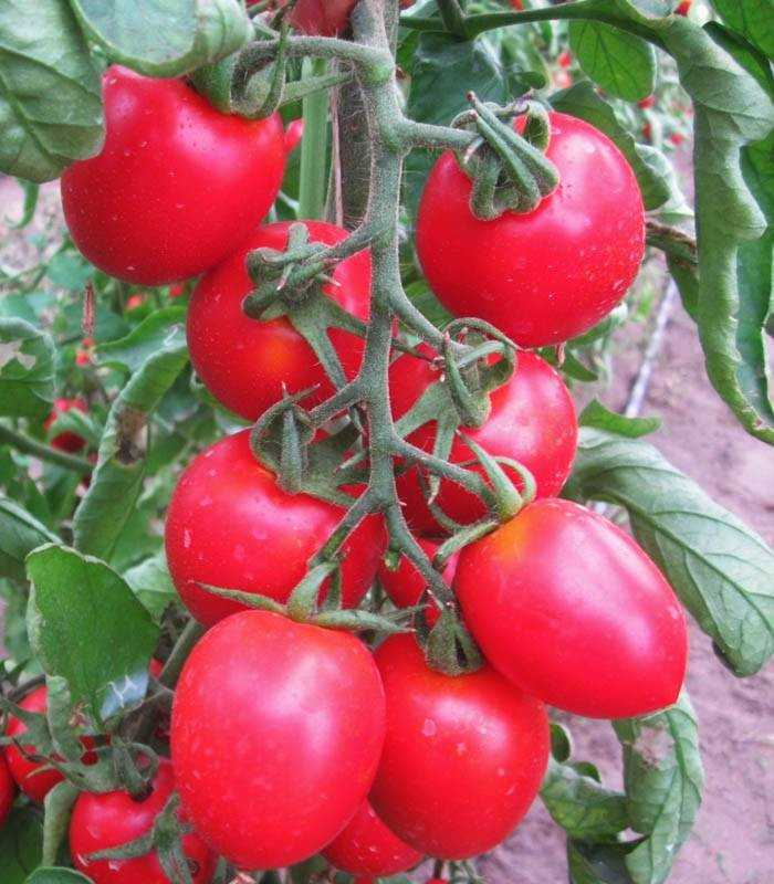 Pendolino F1, seminte rosii cherry-cocktail, 50 seminte [2]