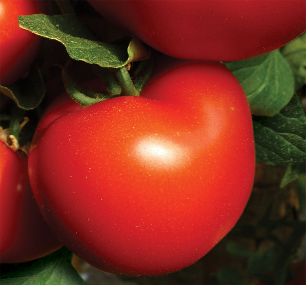 Qualitet F1, 500 sem, seminte de tomate semideterminate [2]