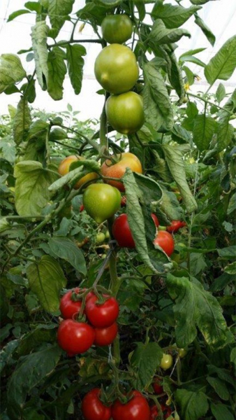 Seminte de tomate semideterminate Melanet F1, 500 sem [4]