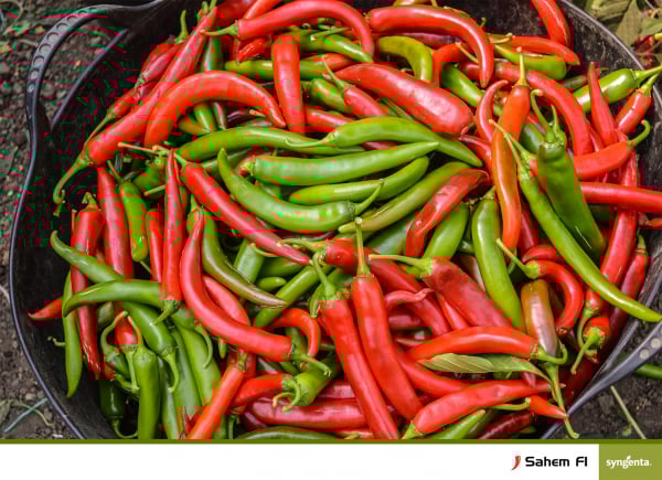 Sahem, seminte de ardei iute [3]