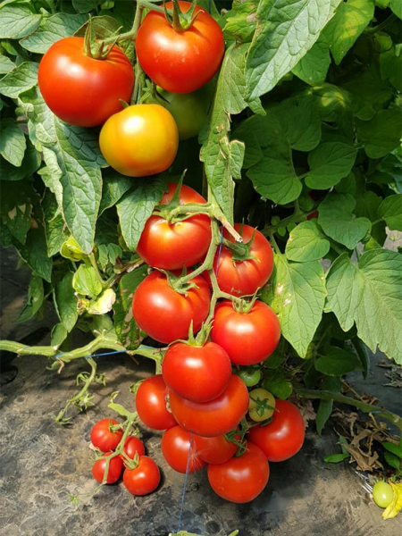 Seminte de tomate nedeterminate Sandoline F1, 500 sem [2]