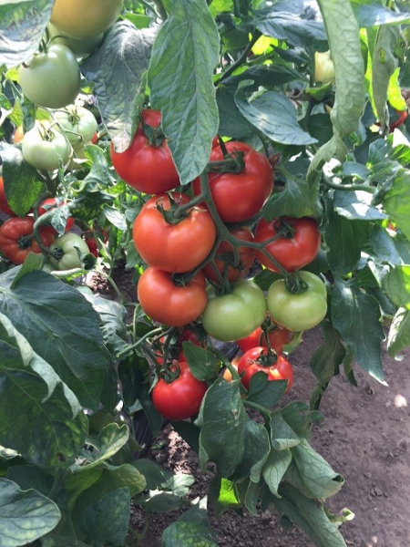 Moldoveanu F1, seminte de tomate nedeterminate [3]