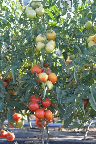 Seminte de tomate nedeterminate, Moldoveanu F1 [5]