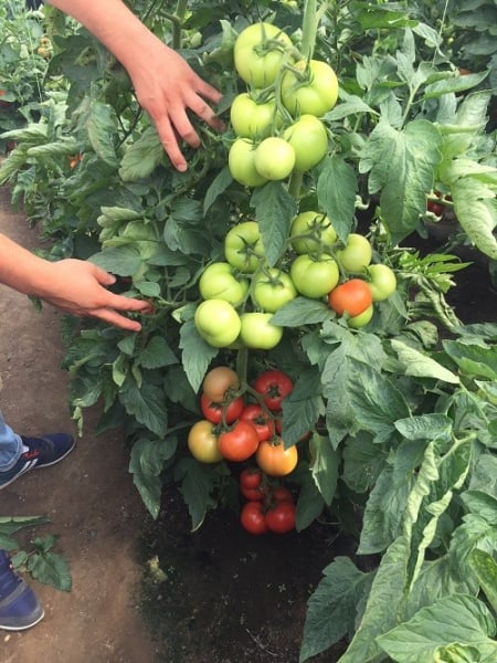 Moldoveanu F1, seminte de tomate nedeterminate [5]
