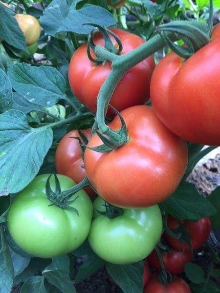 Seminte de tomate nedeterminate, Moldoveanu F1 [2]