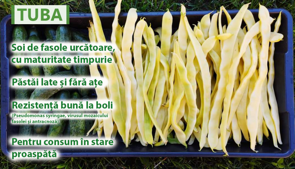 Tuba, seminte de fasole urcatoare [2]