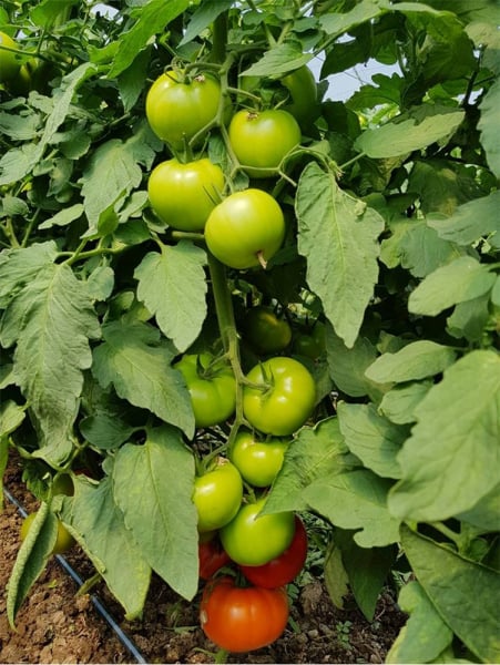 Seminte de tomate nedeterminate Kingset F1, 500 sem [1]