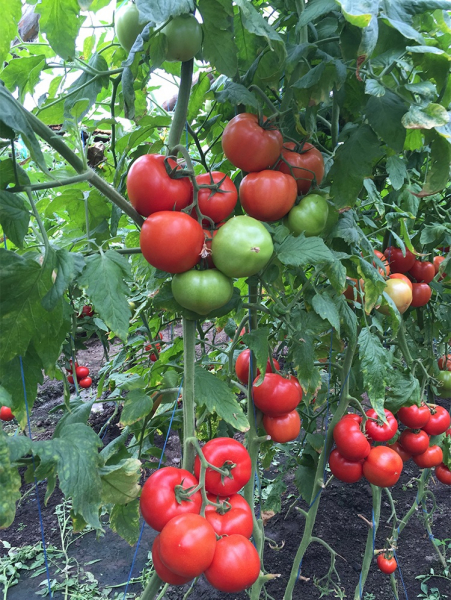 Seminte de tomate nedeterminate Kingset F1, 500 sem [5]