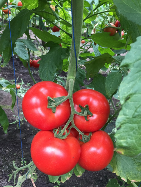 Seminte de tomate nedeterminate Kingset F1, 500 sem [7]