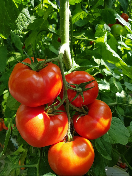Seminte de tomate nedeterminate Kingset F1, 500 sem [4]