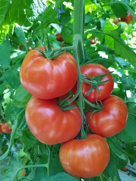 Seminte de tomate nedeterminate Kingset F1, 500 sem [3]
