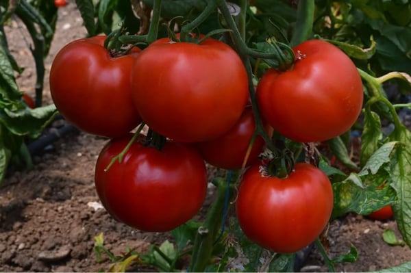 Seminte de tomate semideterminate Devonet F1, 500 sem [1]