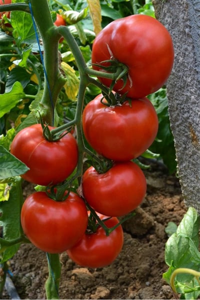 Devonet F1, 500 sem, seminte de tomate semideterminate [3]