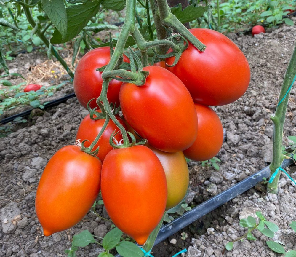 Seminte tomate Isiaki 500 sem, Syngenta [2]
