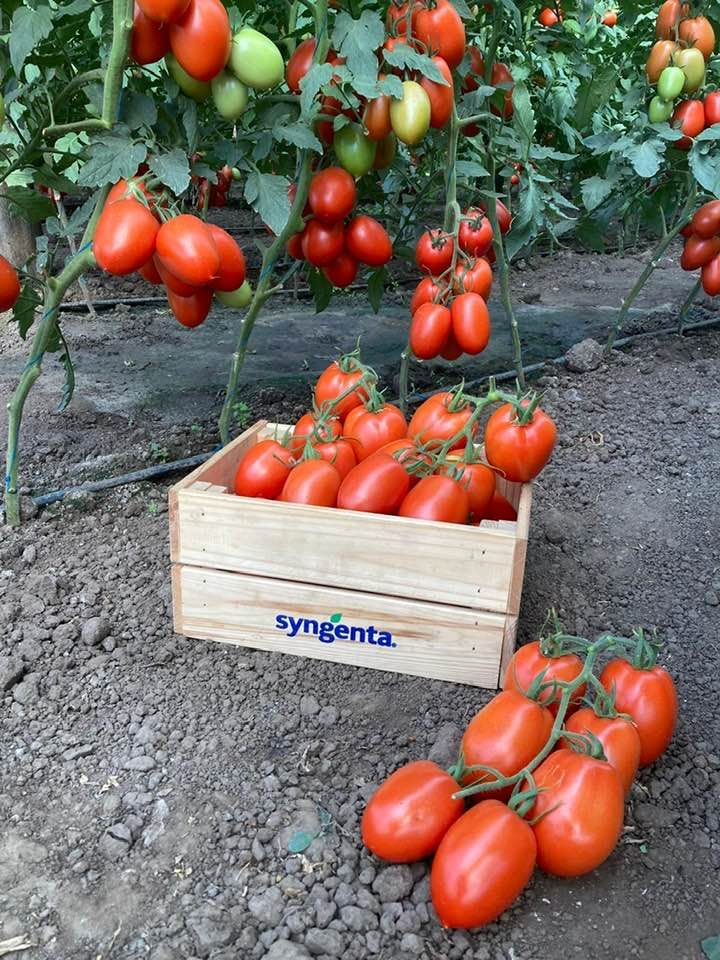 Seminte tomate Isiaki 500 sem, Syngenta [3]