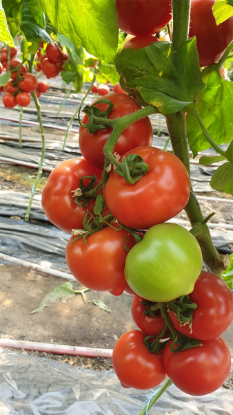 Seminte de tomate semideterminate Melanet F1, 500 sem [1]