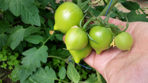 Seminte de tomate semideterminate Melanet F1, 500 sem [2]