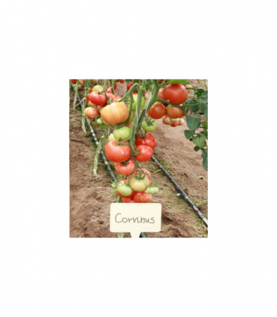 Seminte de tomate semideterminate - Corvinus F1