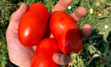 Seminte de Legume - Solerex F1