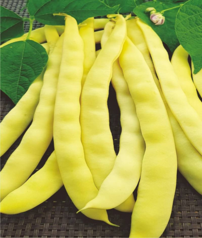 Seminte de Legume - Alexia, fasole urcatoare