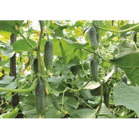 Seminte de Legume - Amour F1