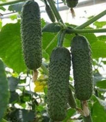Seminte de Legume - Ansor F1