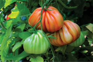 Seminte de tomate nedeterminate Arawak F1, 500 sem [0]